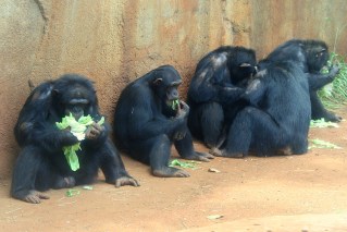 Chimpanzee Recaptured After Escape From Honolulu Zoo