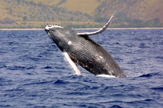 NOAA Wants Humpback Whales Off Endangered Species List