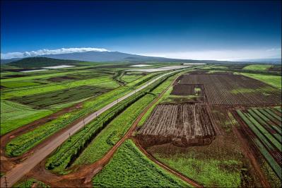 Monsanto and Dow to Challenge Maui County GMO Farming Ban