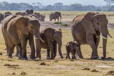 Will Hawaii Help Protect, Or Kill, Elephants And Rhinos?
