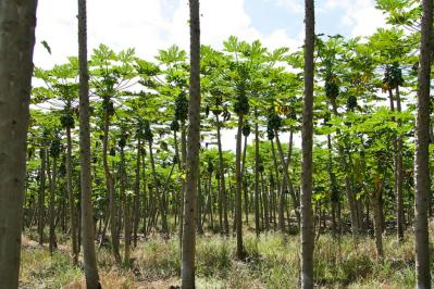 Judge Invalidates Partial Ban on GMOs in Hawaii County