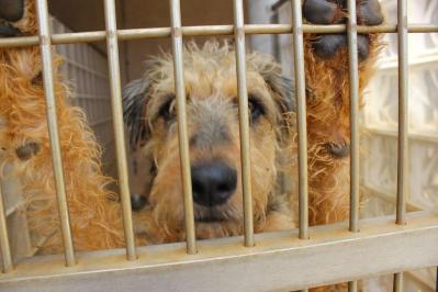 Hawaii Snapshot: Abandoned Kauai Dogs Get Life Saving Plane Ride