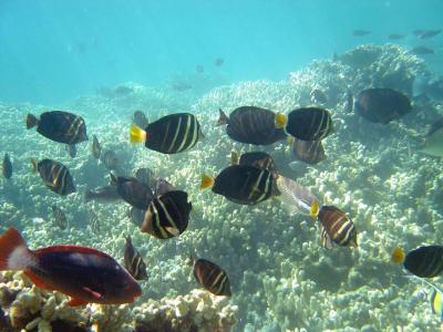 Big Fish Mystery: Why Are Big Island Reefs Suffering Such Dramatic Decline?