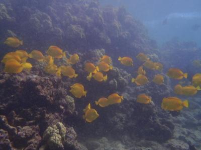 Troubled Waters: Budget Cuts Hamper An Unusual Ocean Research Project