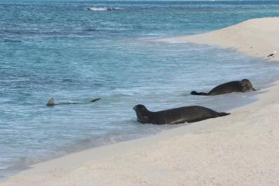 NOAA Program: Kill The Sharks To Save The Baby Monk Seals