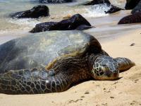 A green sea turtle gets some sun on the north shore of Oahu. (Nathan Eagle/Civil Beat/2012)