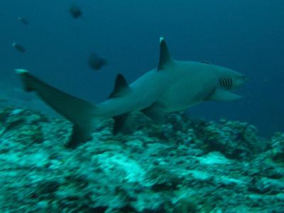 Fishery Council: ‘Sharks Don’t Spend Any Money’