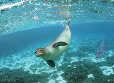 NOAA Shelves Plan To Move Monk Seals to Main Hawaiian Islands