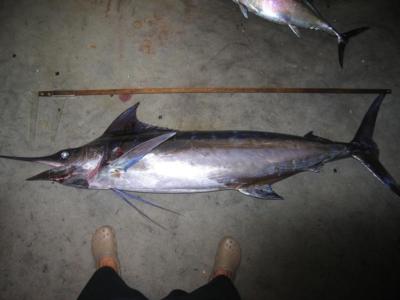 High Levels of Mercury Found in Hawaii Fish Jerky