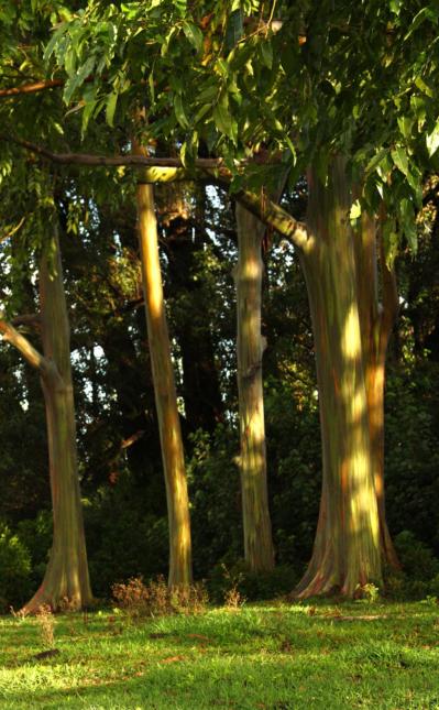 Hawaii Regulators Approve Big Island Biomass Plant