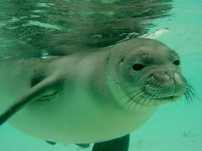 Third Monk Seal Found Dead on Molokai