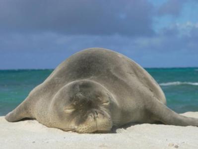 Fishermen Oppose Extra Protections for Hawaiian Monk Seals