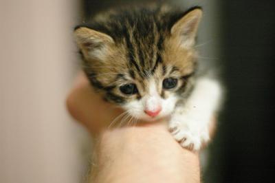 Bill: Penalty For Animal Desertion