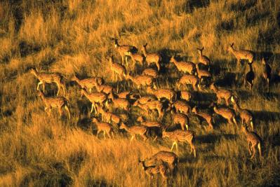‘Strong, Swift Action’ Needed to Control Big Island Deer