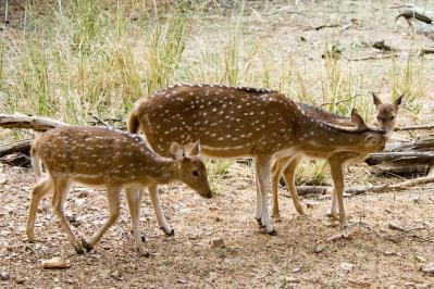 Big Island Plans Response to Deer Sightings