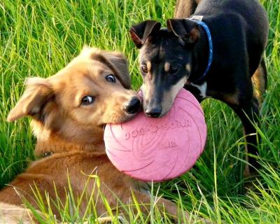Animal Cruelty Bills Killed