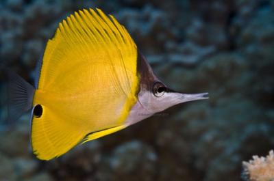Thousands Testify on Bills to Restrict Aquarium Fishing in Hawaii