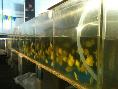 Big Island Urges State to Protect Reef Fish