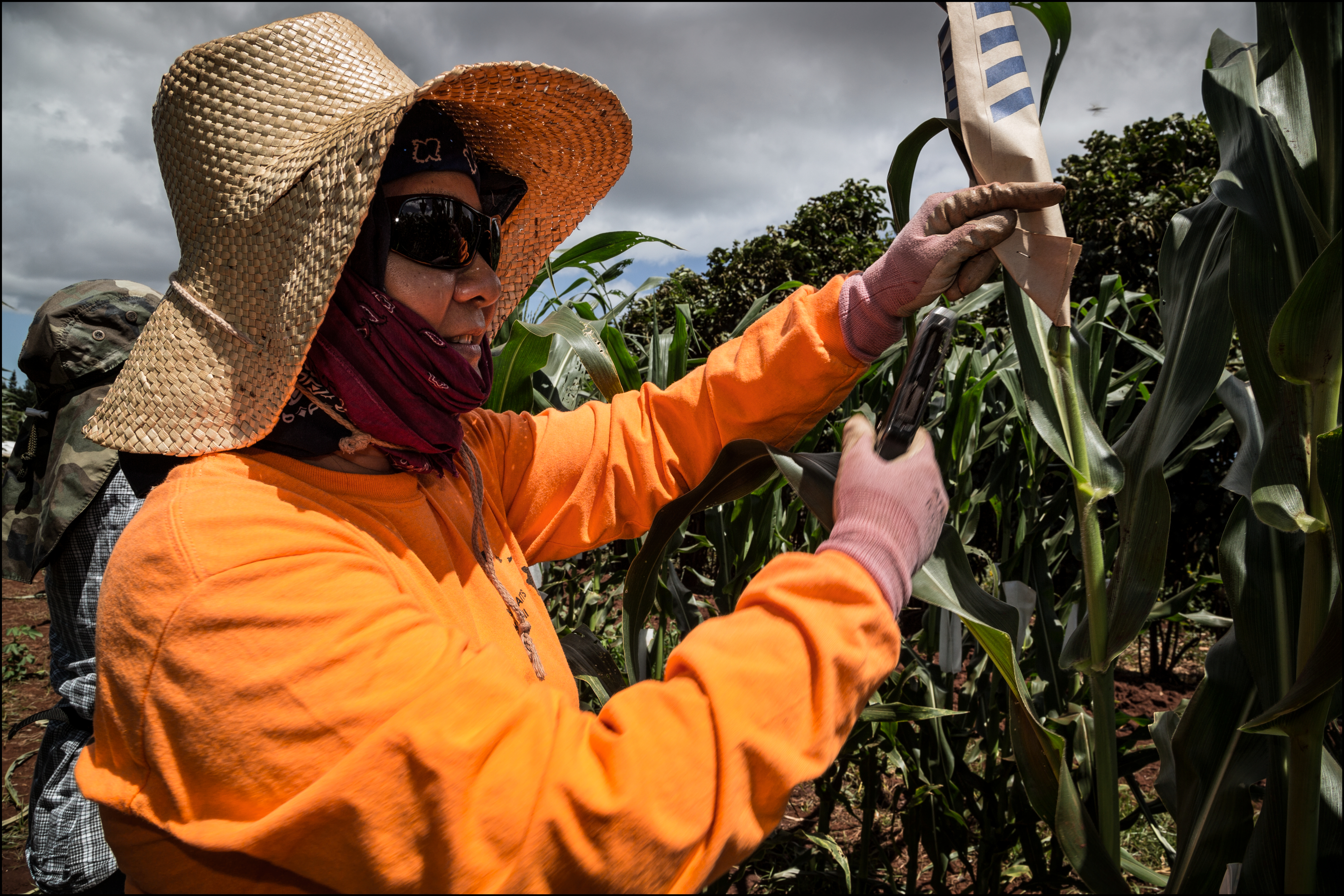 Hawaii Seed Industry Slams Pesticide Report’s ‘Unsubstantiated Fears’