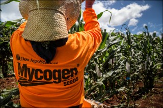 SHAKA Movement Seeks Dismissal of Suit Against Maui GMO Farming Ban