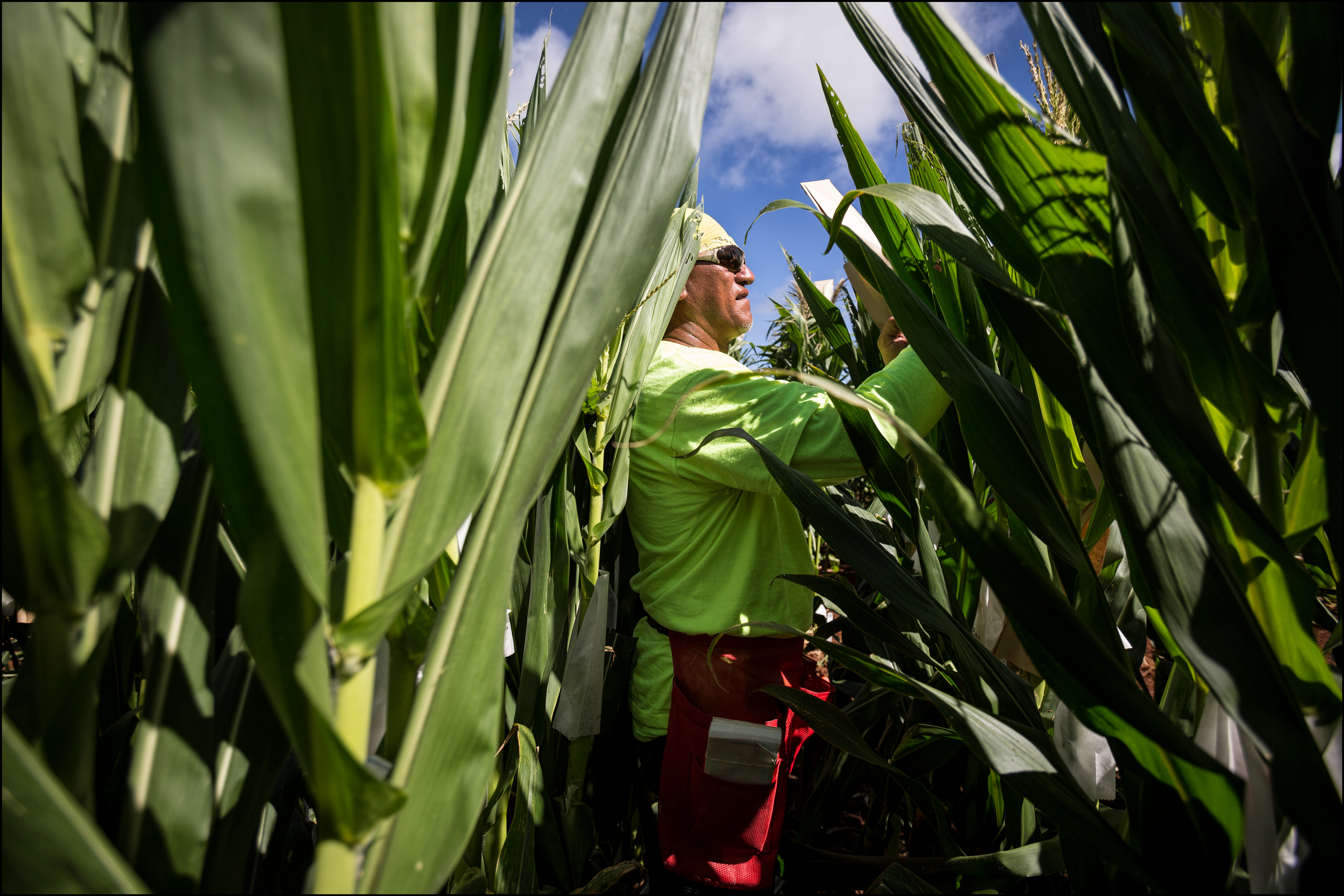In Hawaii, Who Has the Authority To Regulate GMOs and Pesticide Use?