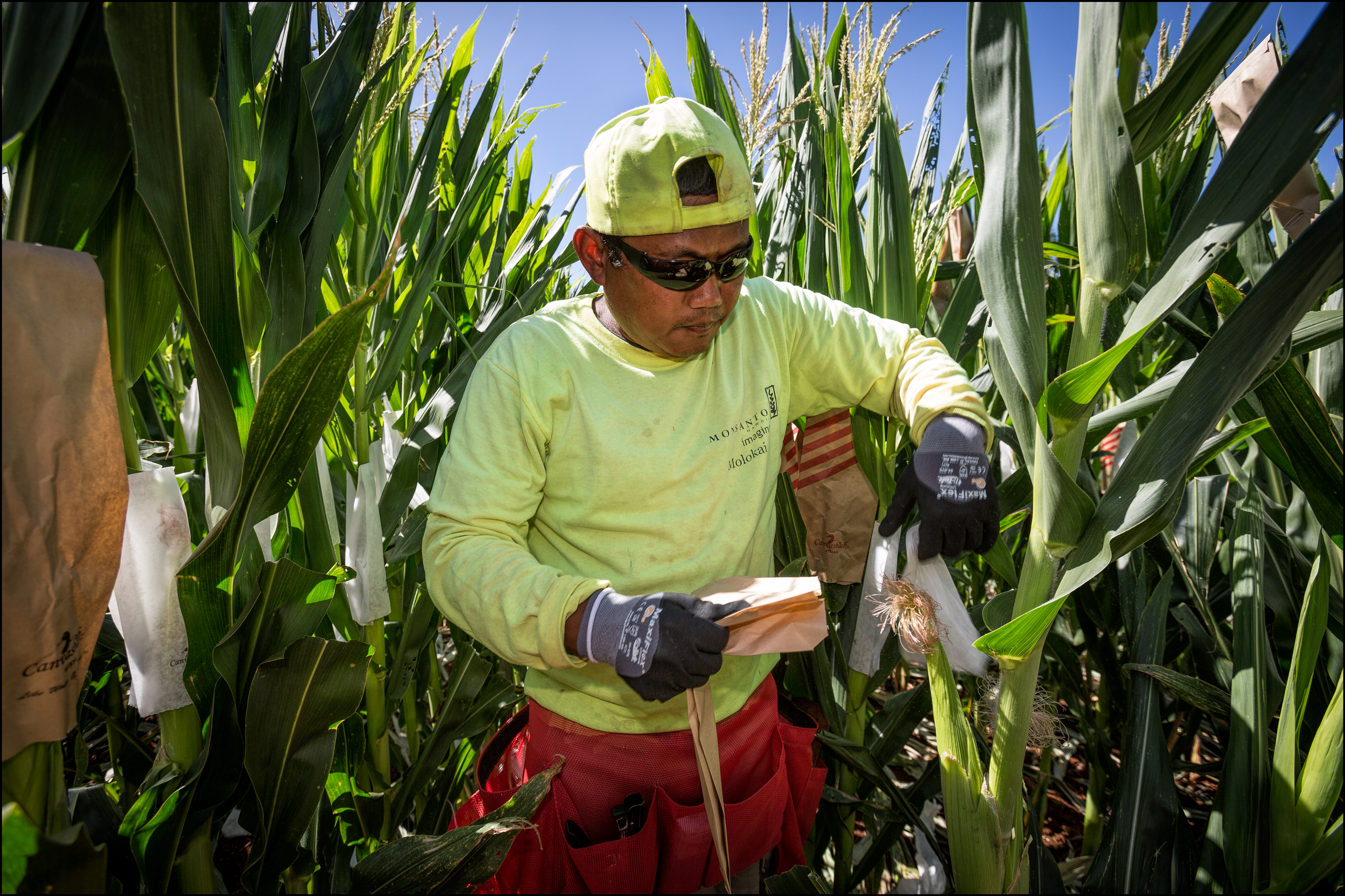 Maui GMO Initiative: Do-It-Yourself Lawmaking