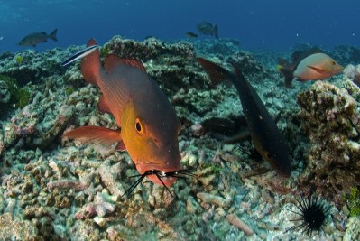 Remote Islands Expansion Is a Critical Step Toward Healthy Pacific Region