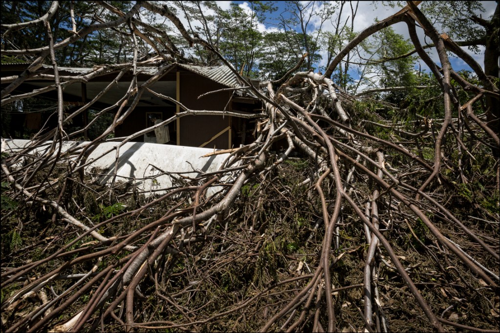 TREE HOUSE This house was particularly hard hit as large number of trees fell from Hurricane Iselle in Puna District of Hawaii Island.