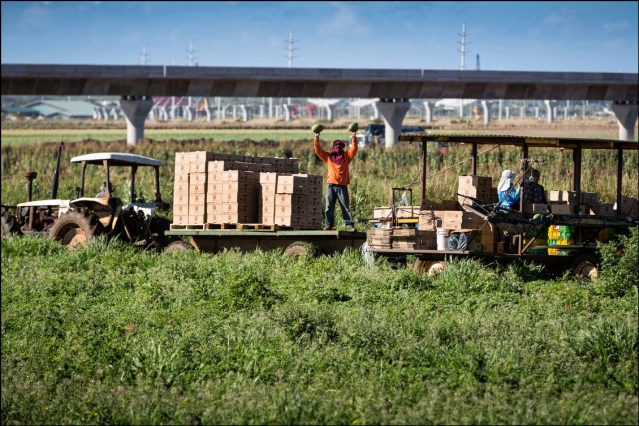 A worker at Aloun Farms holds up freshly picked watermelons near construction of the HART rail project in Kapolei on August 28, 2014. This land is the future site of the Hoopili housing development.