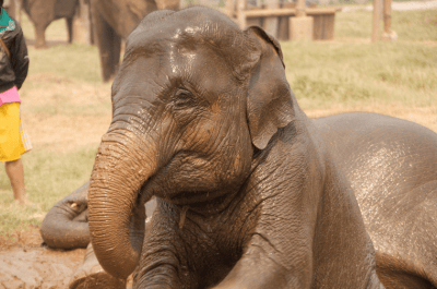 Should Hawaii Ban Circuses? Zoos? Aquariums?