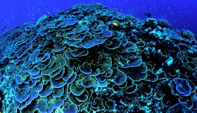 Marine Monument: Obama Could Have Done More to Protect the Fish