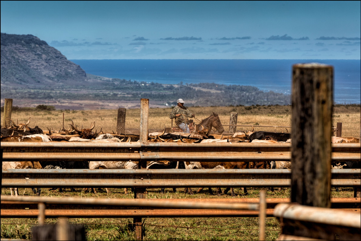 The view from Maukele Ranch to the North Shore of Oahu.