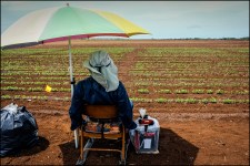 Kauai GMO farmworker monitor field for birds. 3.23.13 Photo by Nick Grube/Civil Beat