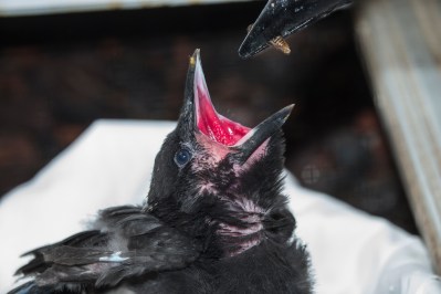 Saving Hawaii’s Native Crows — on Maui