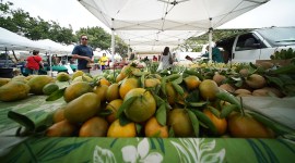 Local produce for sale at the Pearlridge Farmer's Market held near Sears. Saturday.  13 feb 2015. photograph Cory Lum/Civil Beat
