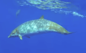 Mysterious Blainville’s Beaked Whales Make An Appearance In Hawaii