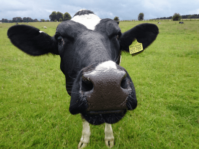 Save the Dairy: We Need Producer Cooperatives