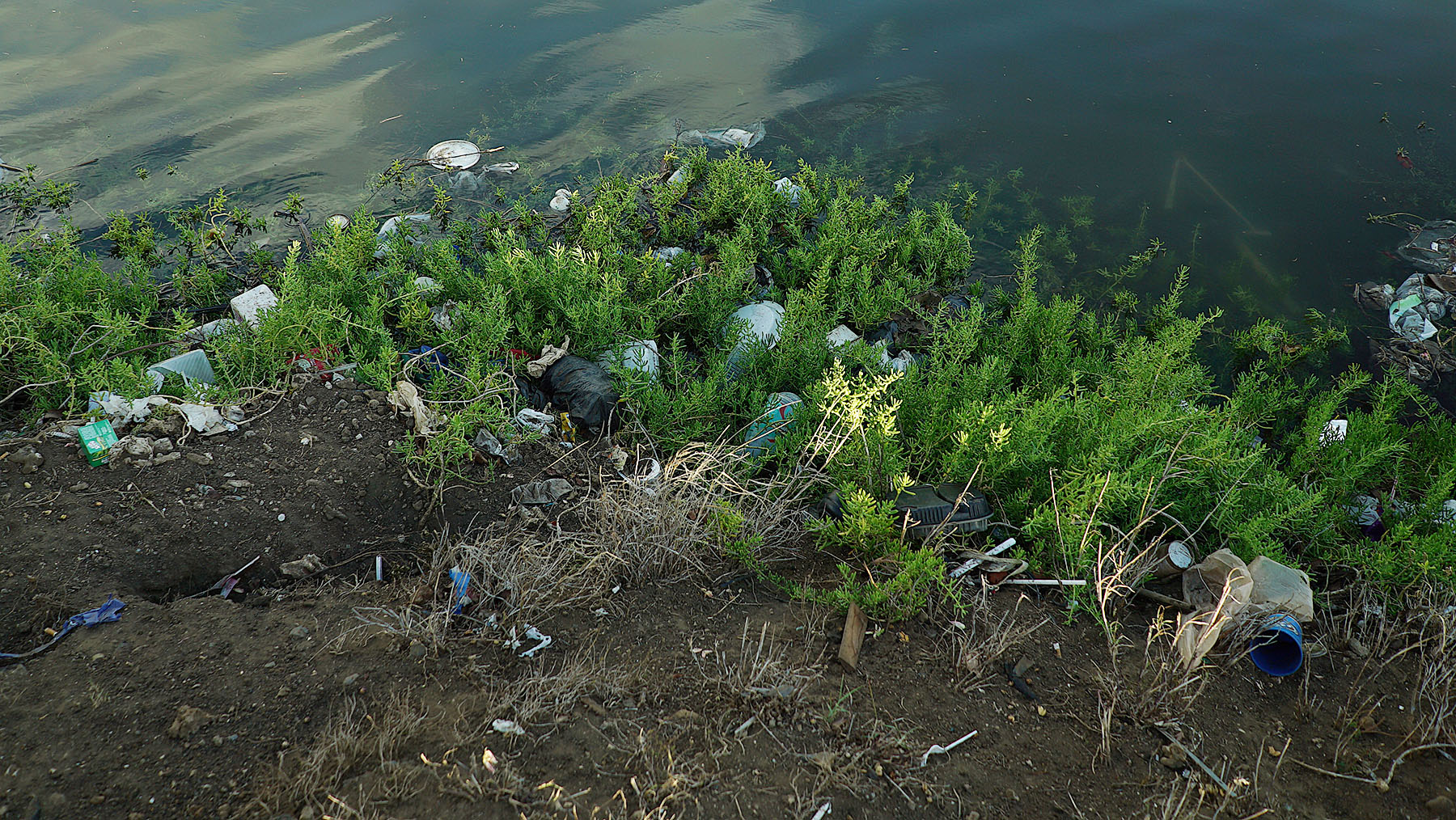 Litter mixed with foliage along the banks of the Kapalama Canal.  19 may 2015. photograph Cory Lum/Civil Beat