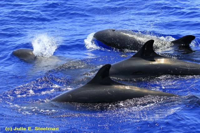 False Killer Whale