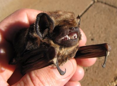 Wind Farms Want Permission To Kill More Bats — A Lot More