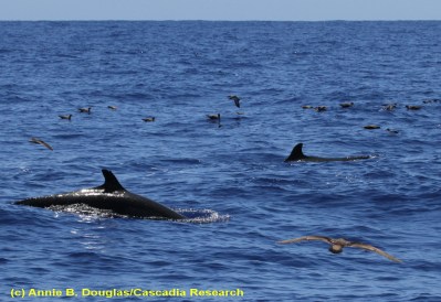 Cluster of False Killer Whales Tagged for First Time Off Kona