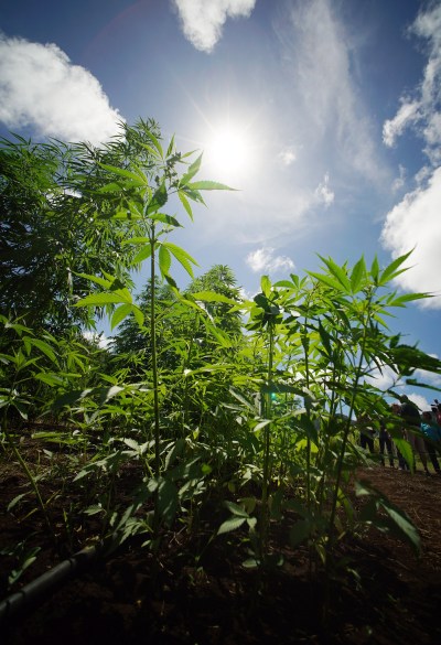 Ban Synthetics, Not Hawai‘i’s Legal Hemp Industry