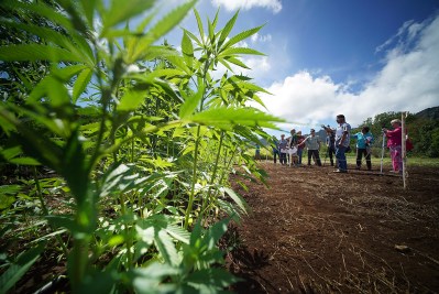 Why Ige Must Veto The Commercial Hemp Bill