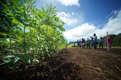 Why Are Hawaii’s Lawmakers So Scared Of Hemp?