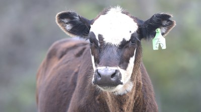 It’s Time For Meatless Monday In Hawaii Public Schools