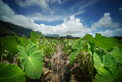 Penei Ka Hoʻolilo ʻIa ʻAna E Kekahi Mau ʻAhahui Hawaiʻi Maoli Nā Pūʻulu Kālā Pekelala He $38 Miliona Ka Heluna Nui
