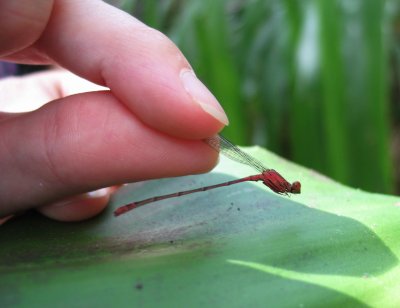 Species Added To Endangered List