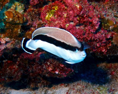 Emergency Moratorium on Collecting Aquarium Fish Demanded