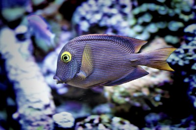 Is Hawaii Aquarium Fishing Headed For A ‘Slow-Motion Shutdown’?