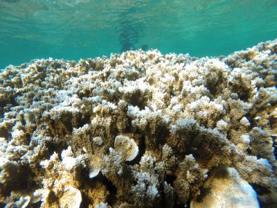 Will Corals Survive The Earth’s Third Mass Bleaching Event?